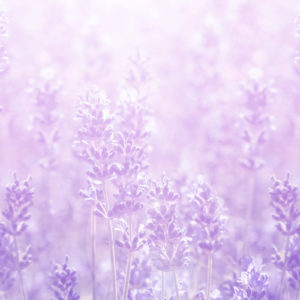 Lavender Fields Forever